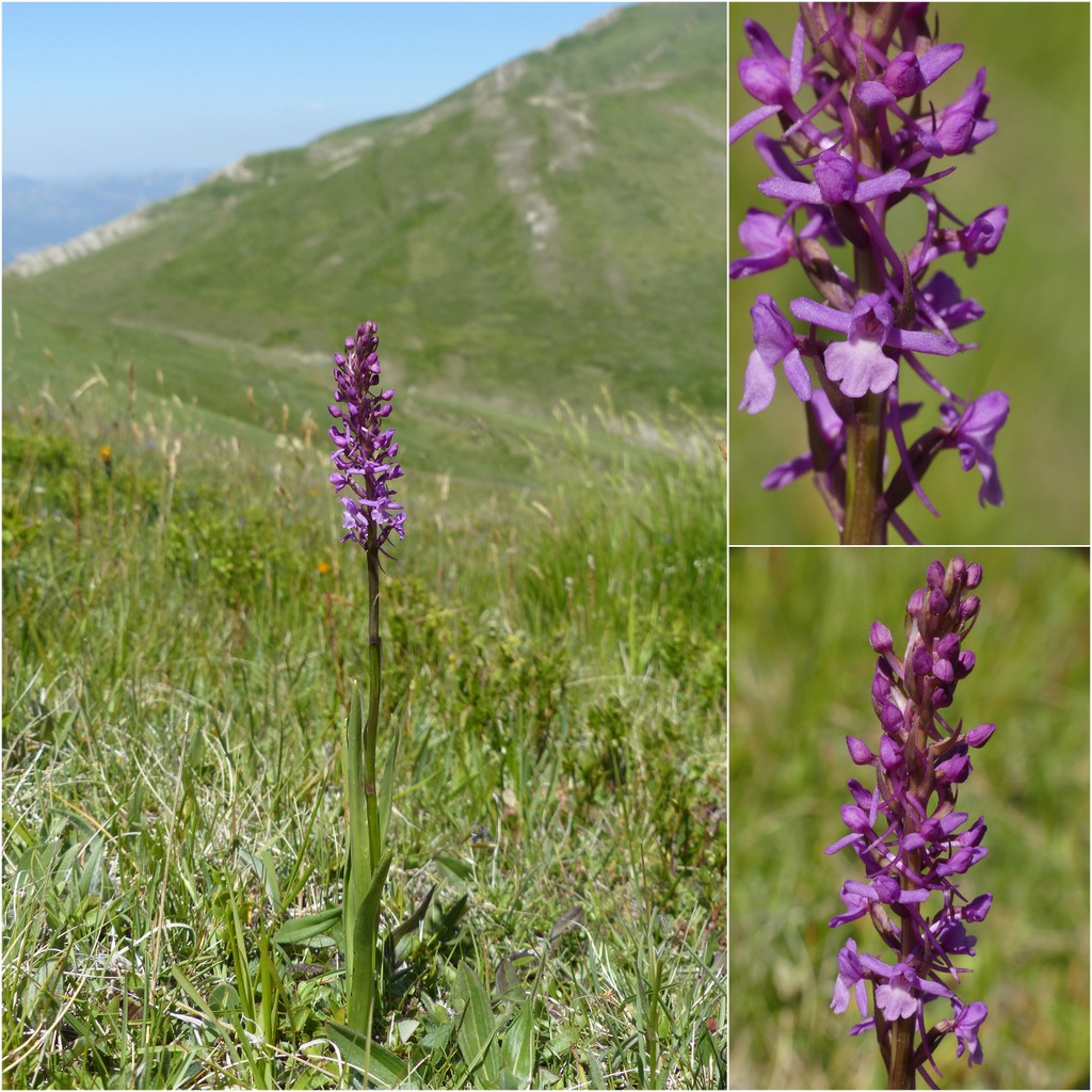 Gymnadenia conopsea var.aestivalis - Parco nazionale Gran Sasso e Laga  luglio 2020_2024.